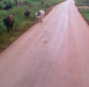 Ganado por la carretera 1