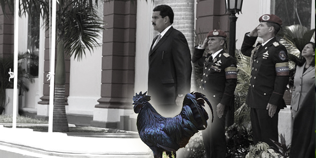 Un gallo en Miraflores